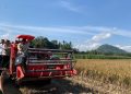 Serapan Gabah Kabupaten Jember Melesat 300 Persen di Tahun 2025 3 Serapan Gabah Kabupaten Jember