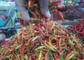 Harga Cabai