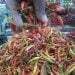 Harga Cabai