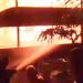 Kebakaran Kandang di Mojokerto Hanguskan Ribuan Anak Ayam 8 Kebakaran Kandang di Mojokerto