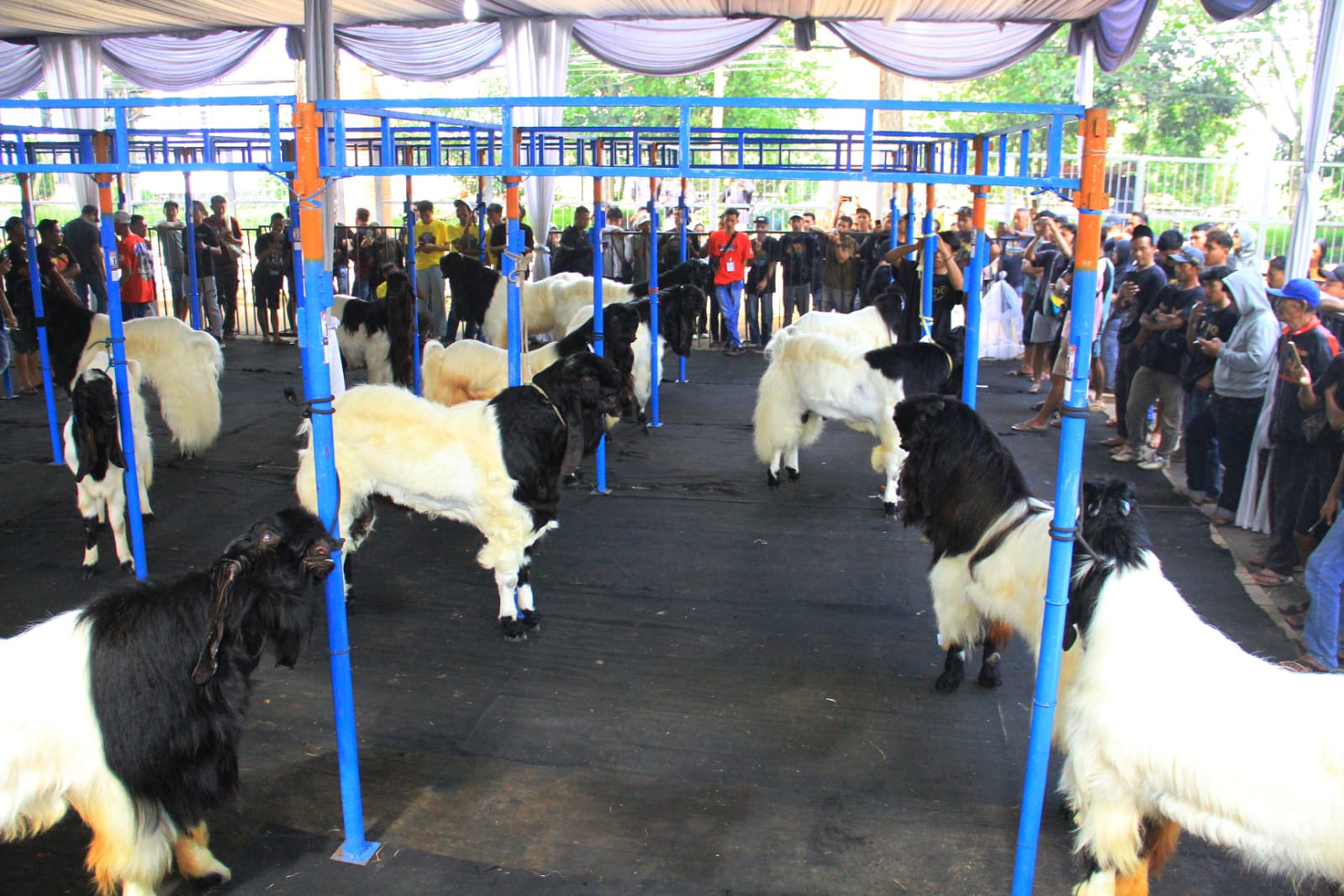 Kontes Kambing Mapec Solidarity
