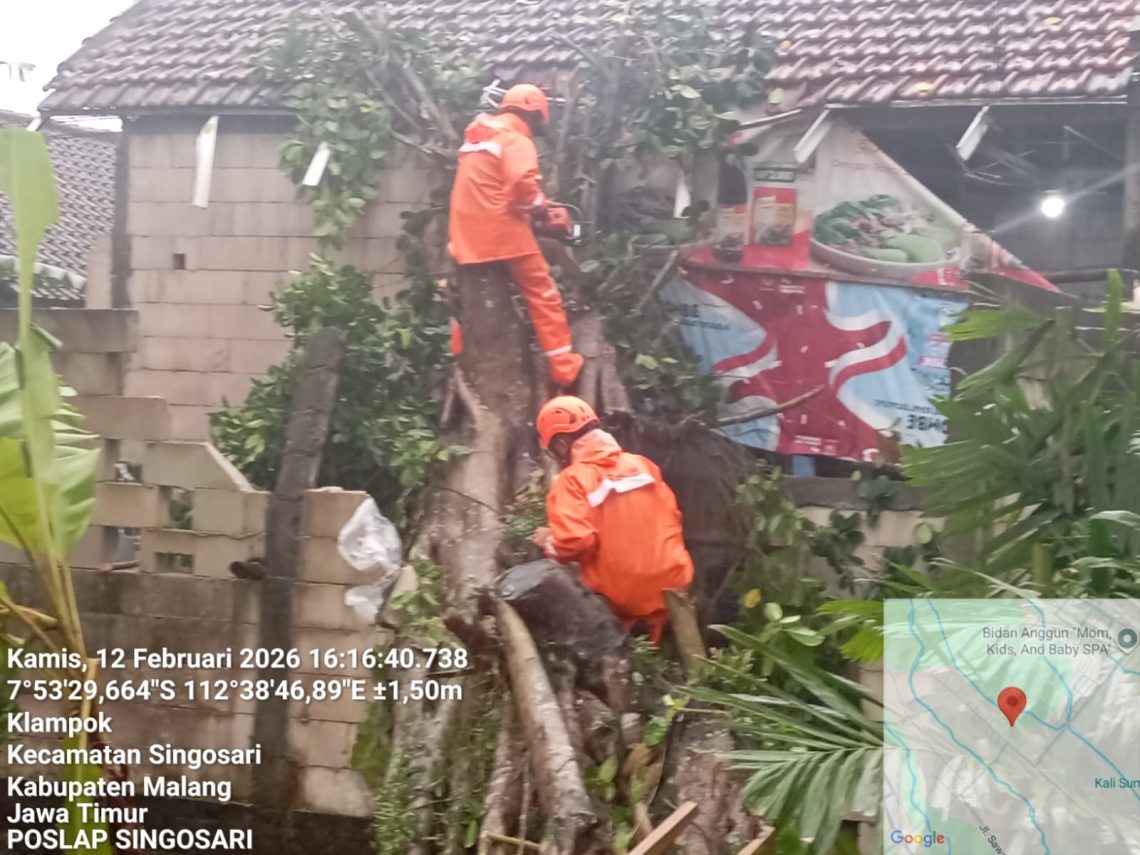 Rumah Warga di Singosari Tertimpa Pohon Tumbang Setinggi 10 Meter 1 Pohon Tumbang
