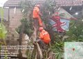 Rumah Warga di Singosari Tertimpa Pohon Tumbang Setinggi 10 Meter 3 Pohon Tumbang