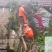 Rumah Warga di Singosari Tertimpa Pohon Tumbang Setinggi 10 Meter 8 Pohon Tumbang