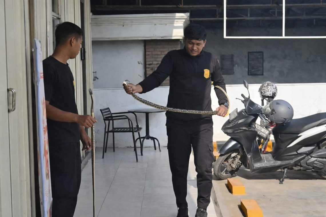 Ular Sanca Masuk Indomaret