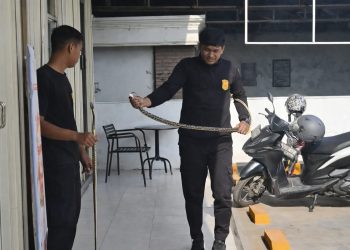 Ular Sanca Masuk Indomaret