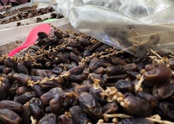 Kurma di Jember.