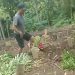 Juru Kunci Diduga Geser Paksa Nisan, Puluhan Makam Rusak di TPU Dusun Sumber Sari Kota Batu 8 Makam rusak.