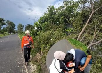 pohon tumbang di Pasuruan