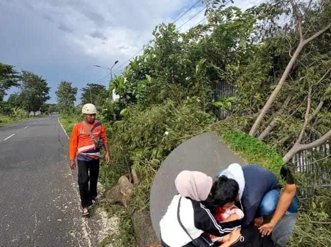 Pohon Tumbang di Pasuruan Tewaskan Seorang Remaja Putri dan 3 Orang Luka-Luka 1 pohon tumbang di Pasuruan