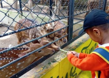 5 Daftar Wisata di Surabaya Ramah Anak, Liburan Makin Seru Bareng Keluarga 9 Wisata di Surabaya.