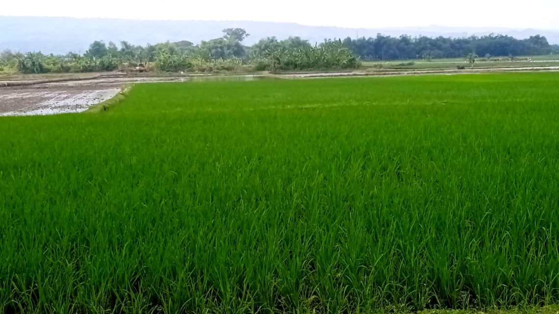 Serapan Pupuk Subsidi di Bojonegoro Masih 25 Persen 1 Pupuk Subsidi