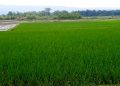 Pupuk Subsidi