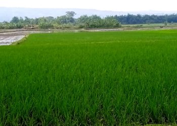Pupuk Subsidi