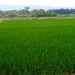 Pupuk Subsidi