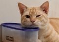 Manfaat memelihara kucing