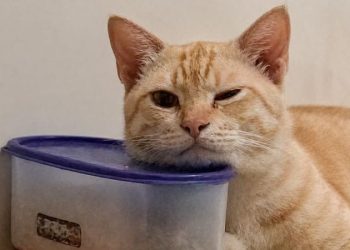 Manfaat memelihara kucing