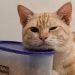 Manfaat memelihara kucing