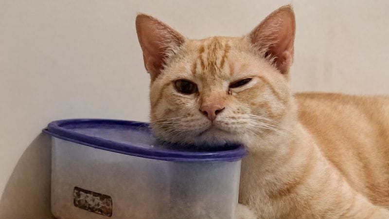 Tak Sekadar Lucu! Ini 7 Manfaat Memelihara Kucing Yang Jarang Diketahui 1 Manfaat memelihara kucing