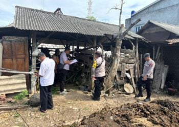 Sapi Raib di Tiga Lokasi di Tuban