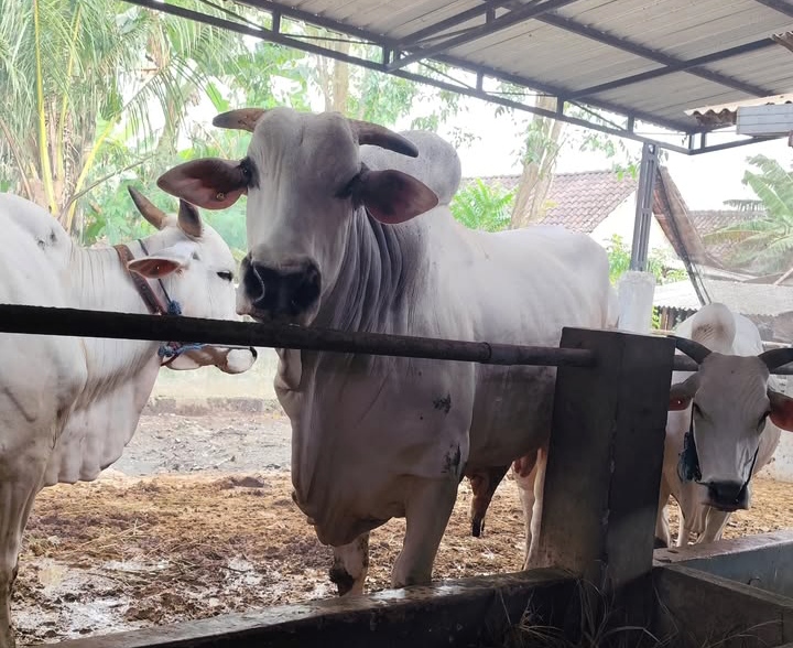 Sapi Peranakan Ongole