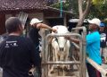 Sapi Peranakan Ongole