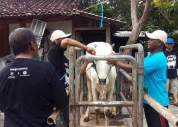 Sapi Peranakan Ongole