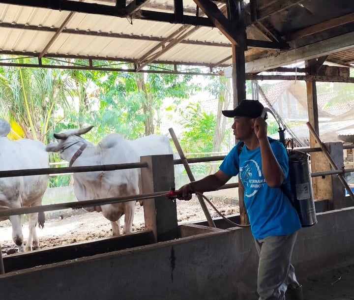 Tugujatim sapi po2