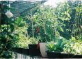 20 Tanaman Urban Gardening Cocok di Lahan Sempit, Solusi Bikin Kebun Mini di Tengah Kota! 2 Tanaman urban gardening.