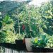 20 Tanaman Urban Gardening Cocok di Lahan Sempit, Solusi Bikin Kebun Mini di Tengah Kota! 14 Tanaman urban gardening.