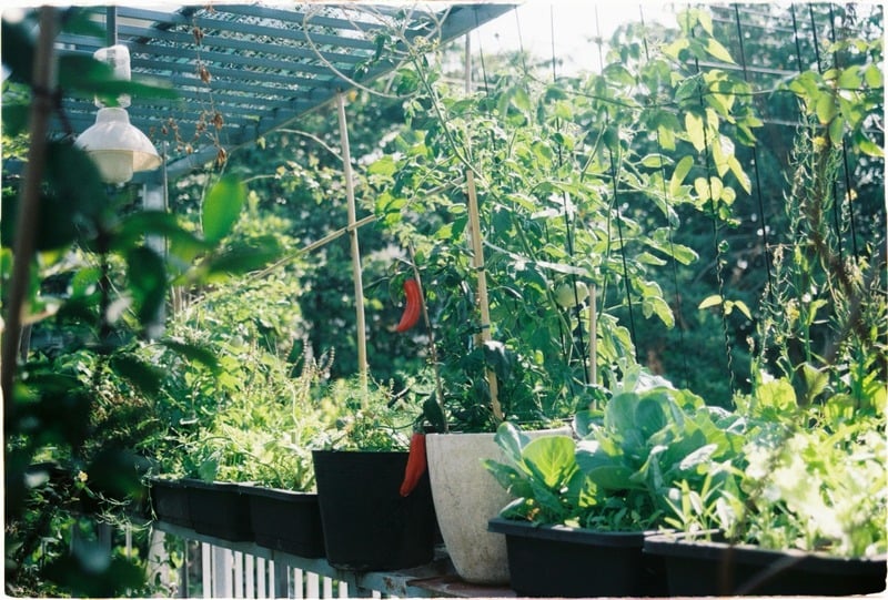 20 Tanaman Urban Gardening Cocok di Lahan Sempit, Solusi Bikin Kebun Mini di Tengah Kota! 1 Tanaman urban gardening.