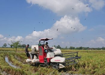 Musim kemarau.