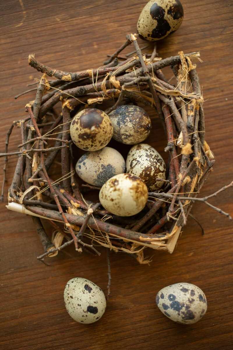 Harga telur puyuh di Tuban.