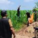 Penemuan Mayat di Wisata Populer Wonosalam Jombang, Jasad Membusuk di Ladang Jagung 8 Penemuan mayat.
