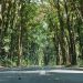 Misteri Alas Purwo, Hutan Angker yang Melekat di Ingatan Warga 10 Alas Purwo