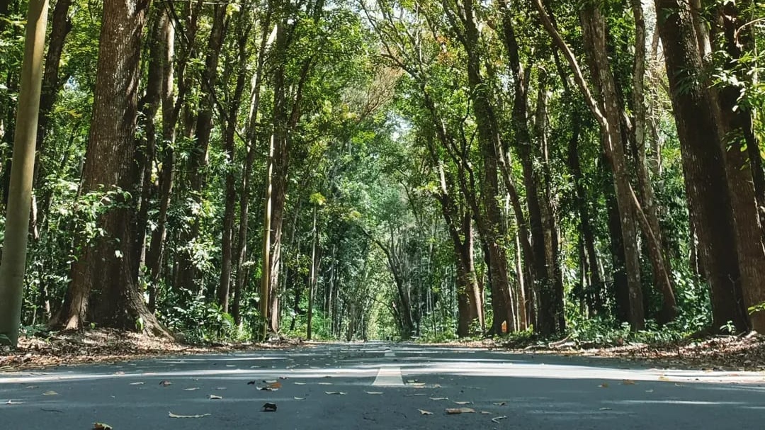 Misteri Alas Purwo, Hutan Angker yang Melekat di Ingatan Warga 1 Alas Purwo