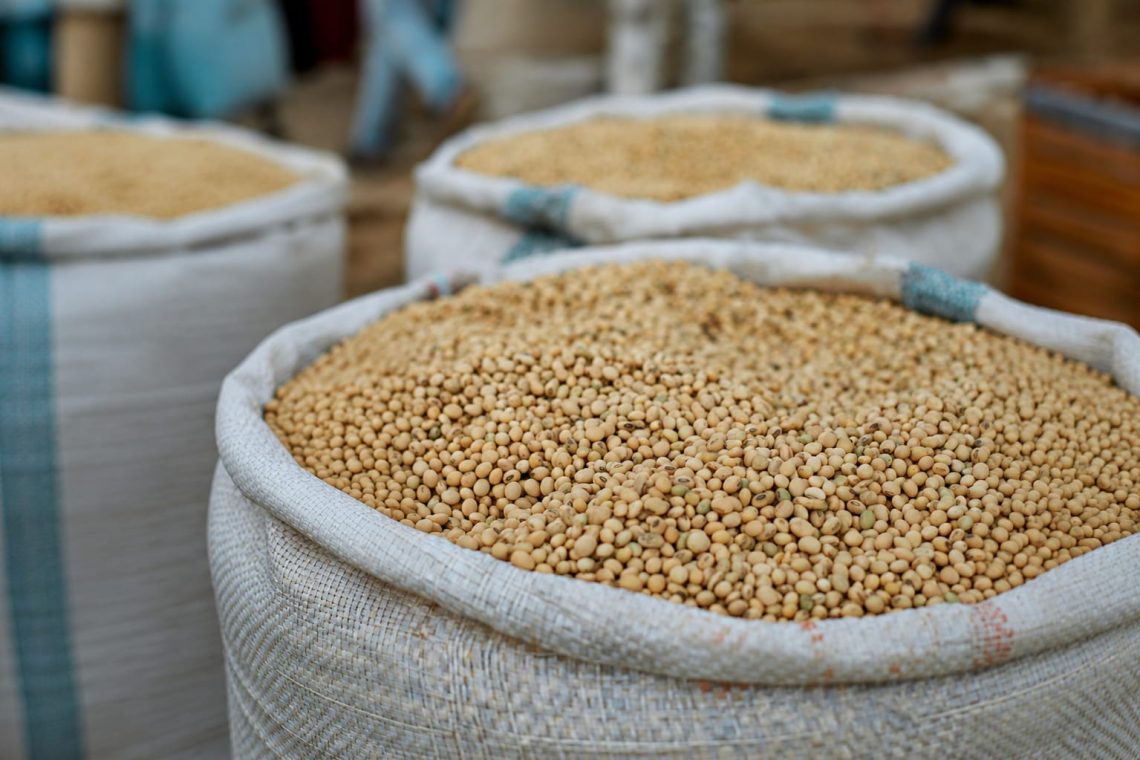 Di Tengah Kenaikan Padi dan Jagung, Produksi Kedelai Nasional Justru Masih Rendah 1 Kedelai Nasional