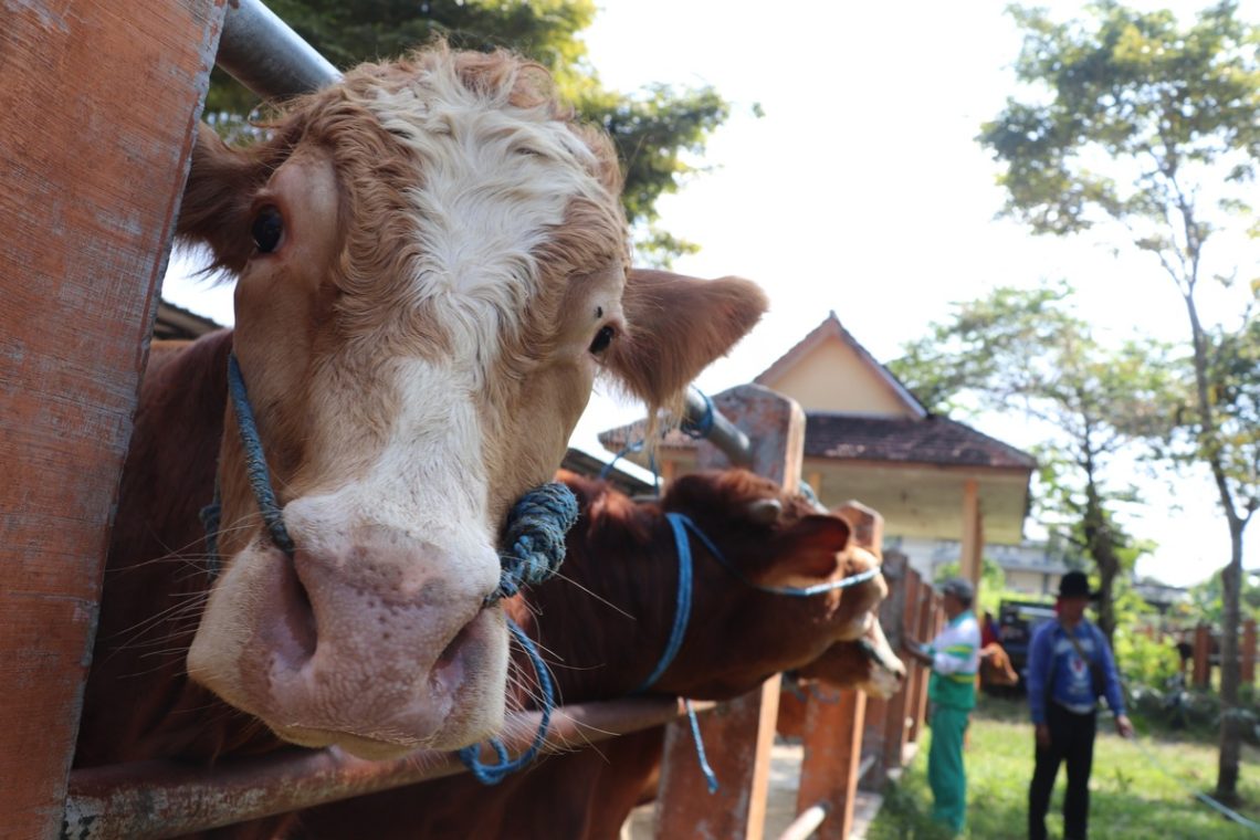 Sapi Kurban Presiden Prabowo untuk Kota Blitar Berbobot 1,08 Ton, Terpaksa Indent dari Kediri 1 Kota Blitar