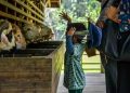 Wisata anak Malang gratis.