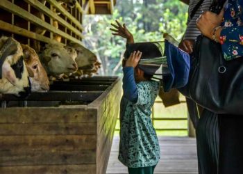 Wisata anak Malang gratis.