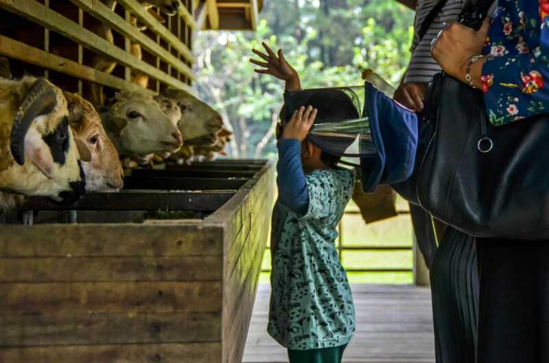 7 Tempat Wisata Anak Malang GRATIS, Cocok buat Liburan Hemat Bareng Keluarga 5 Wisata anak Malang gratis.