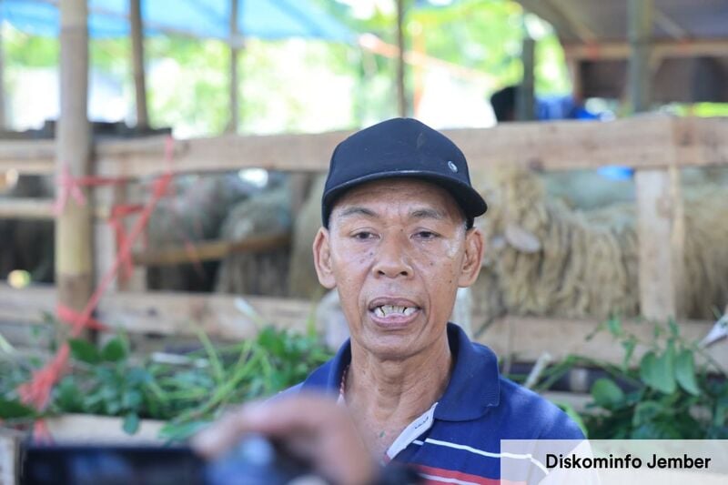 Pedagang Hewan Kurban Jember: Sertifikat Kesehatan Bikin Pembeli Tak Lagi Ragu 1 Hewan kurban.