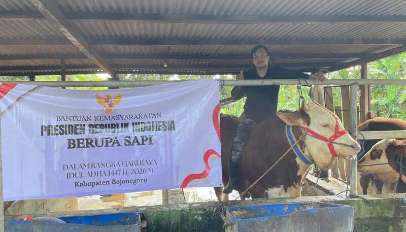 Sapi Kurban Presiden Prabowo di Bojonegoro Berbobot 1,04 Ton Berasal dari Peternak Lokal, Ternak Diberi Minum Air Hangat! 2 Sapi kurban Prabowo.
