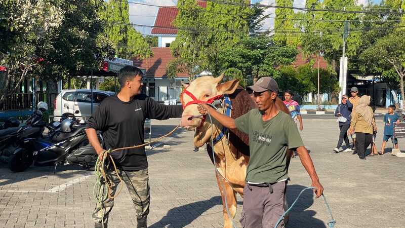 Sapi Kurban Presiden Prabowo di Bojonegoro Berbobot 1,04 Ton Berasal dari Peternak Lokal, Ternak Diberi Minum Air Hangat! 3 Sapi kurban Prabowo di Bojonegoro.