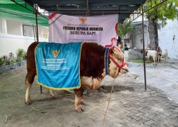 Sapi kurban.