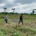 Tragedi Ledakan Maut Mercon Balon Udara di Blitar: 1 Pemuda Tewas, 2 Anak-Anak Luka Bakar 8 Balon udara di Blitar.