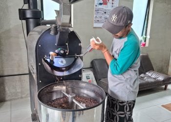 Kakao Malang Diam-Diam Punya Varietas Premium Langka 6 Malang