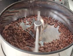 Kakao Malang Diam-Diam Punya Varietas Premium Langka 2 Malang