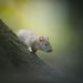 Awasi Ketat Sebaran Hantavirus, Dinkes Kota Batu Mitigasi Siapkan 5 Puskesmas dan 6 RS 8 Dinkes Kota Batu.