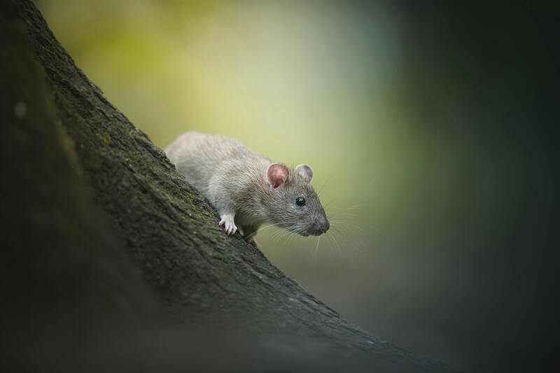 Awasi Ketat Sebaran Hantavirus, Dinkes Kota Batu Mitigasi Siapkan 5 Puskesmas dan 6 RS 1 Dinkes Kota Batu.